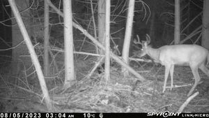 Deer Hunting Forum